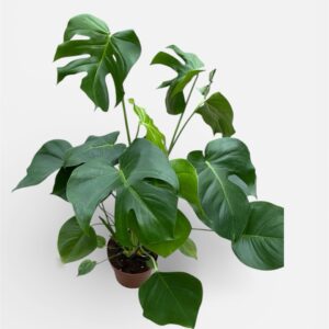 monstera deliciosa sadika vrtni center jehart