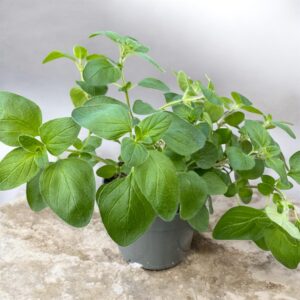 Sadika origana